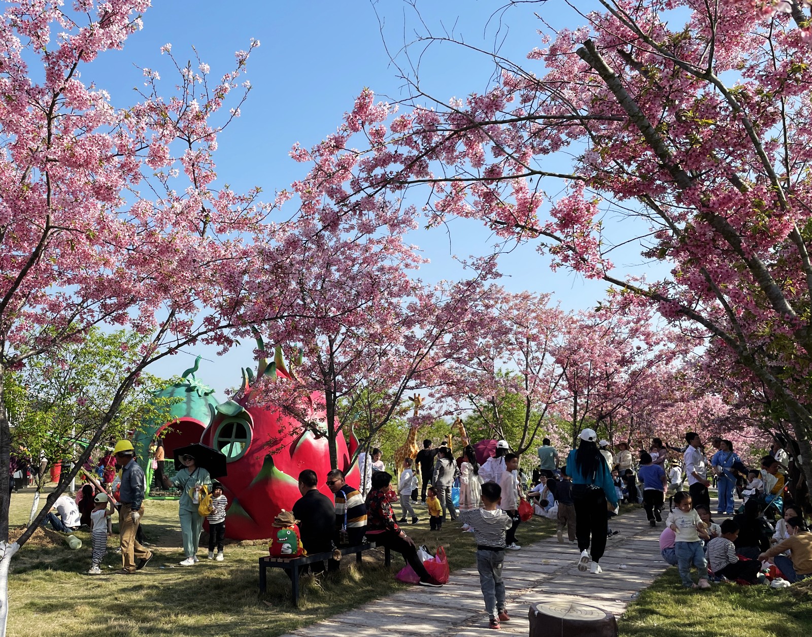 在瑞金市沙洲坝镇洁源村的樱花奇境小镇,樱花园里粉红色的樱花布满